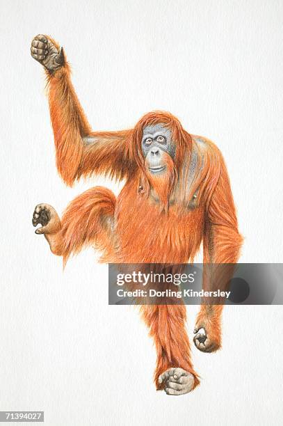 ilustraciones, imágenes clip art, dibujos animados e iconos de stock de orang-utan, pongo pygmaeus plantear una pierna y un brazo, parte frontal vi - orangután