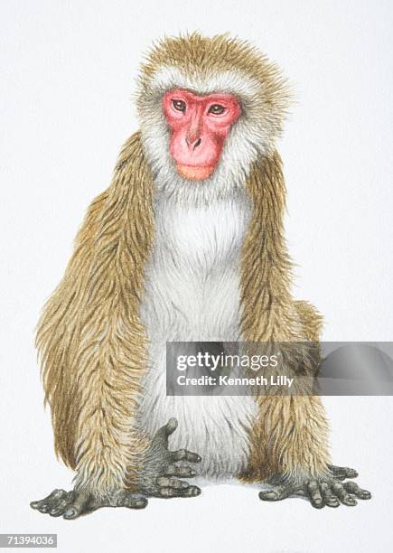 japanese macaque, macaca fuscata, front view. - macaque stock illustrations