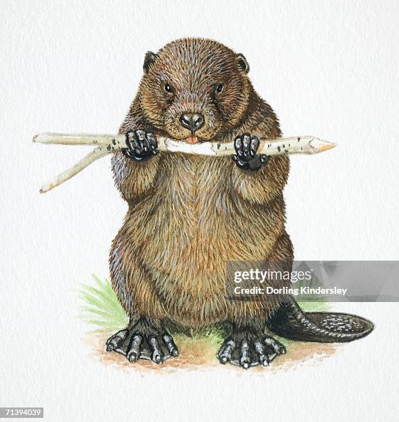 american beaver, castor canadensis, chewing a stick. - beaver chew stock illustrations