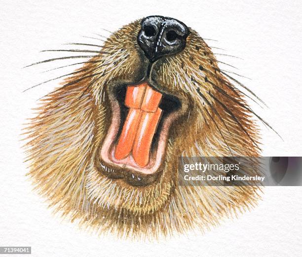american beaver, castor canadensis, beaver showing its teeth. - kanadischer biber stock-grafiken, -clipart, -cartoons und -symbole