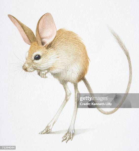 55 Jerboa High Res Illustrations - Getty Images | Gobi jerboa