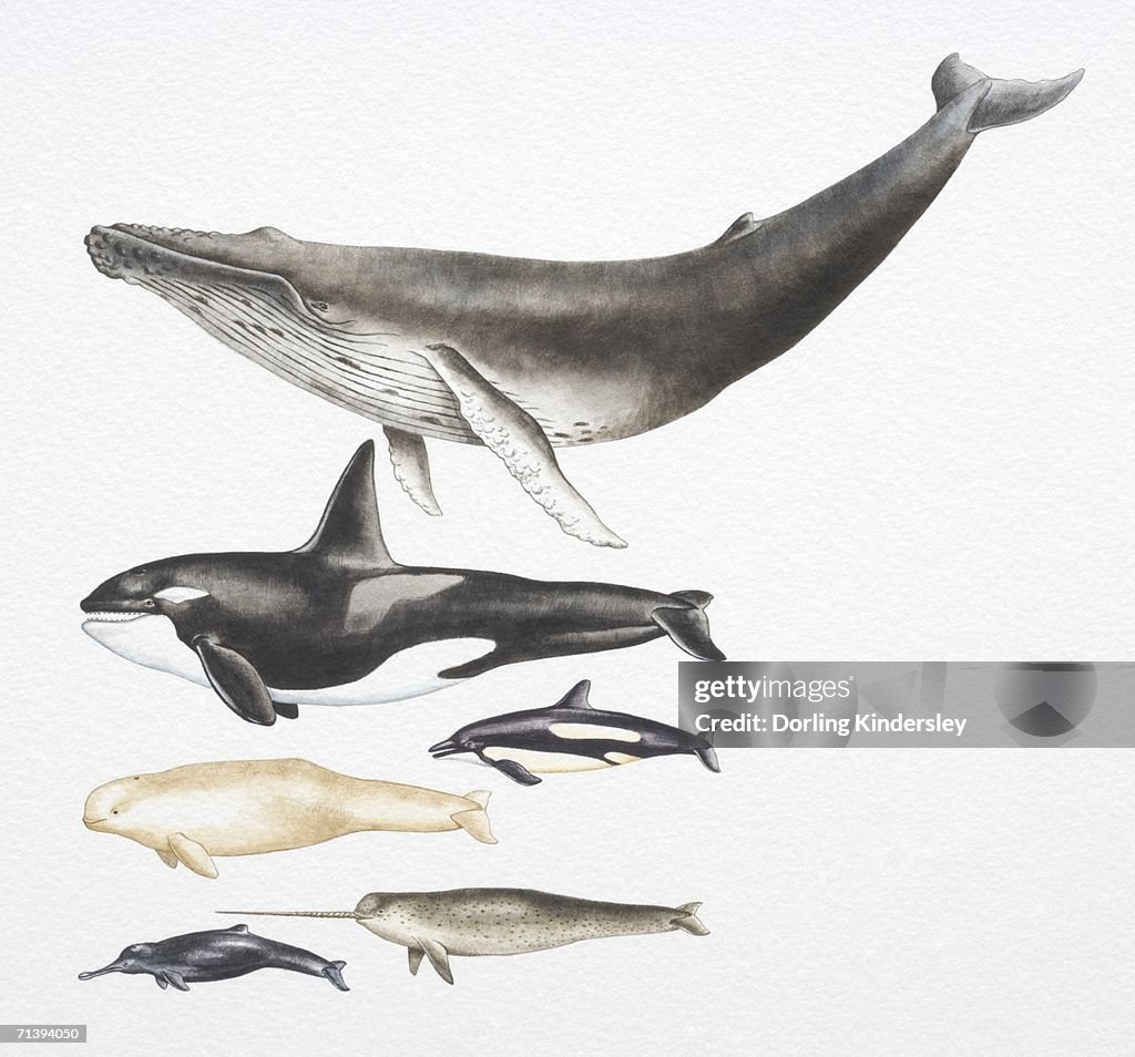 Humpback Whale, Killer Whale, Beluga, Pacific White-Sided Dolphin, Ganges River Dolphin and Narwhal.