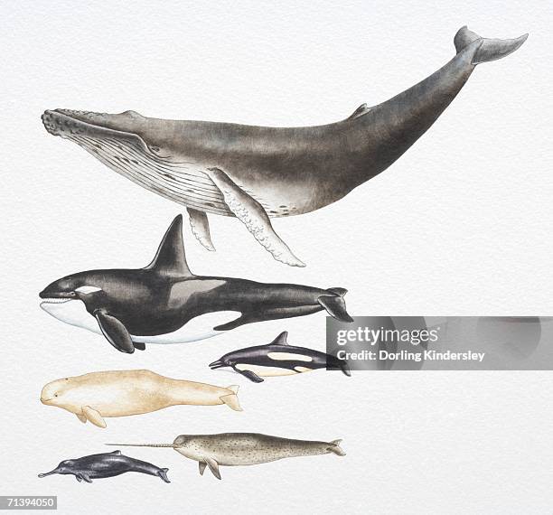 humpback whale, killer whale, beluga, pacific white-sided dolphin, ganges river dolphin and narwhal. - killer whale stock illustrations