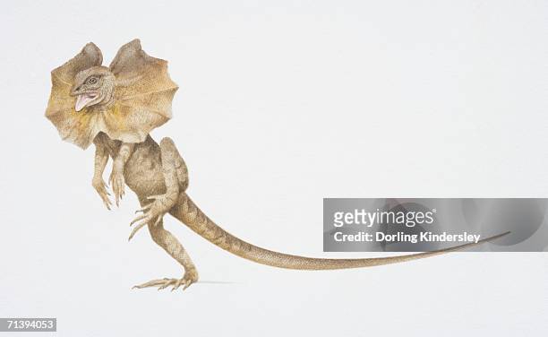 frilled lizard, chlamydosaurus kingii, on its hind legs with a large frill around its neck. - frilled lizard stock illustrations