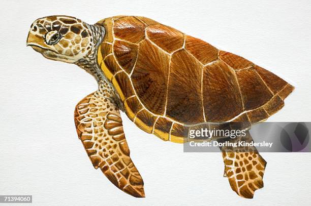ilustrações, clipart, desenhos animados e ícones de tartaruga marinha, caretta caretta, vista lateral. - tartaruga marinha