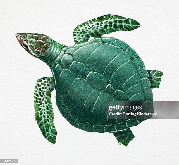 Side View Ridley Ridley Sea Turtle Photos and Premium High Res Pictures - Getty Images