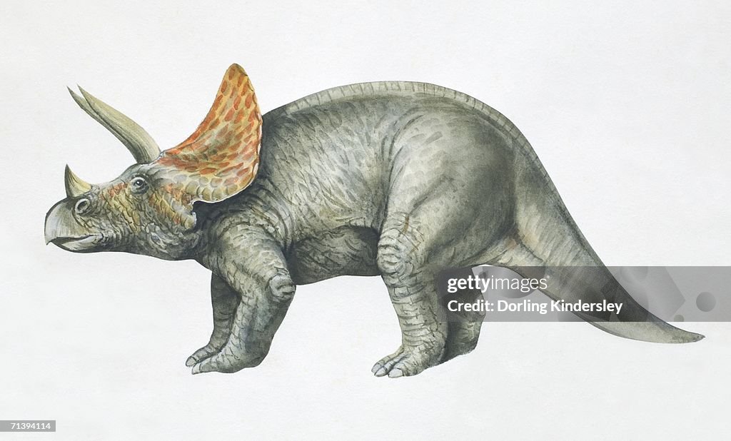 Triceratops, side view.