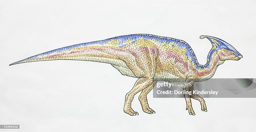 Parasaurolophus, side view.