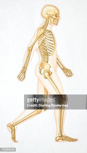 human skeleton showing all the joints in walking position. - synovial stock illustrations