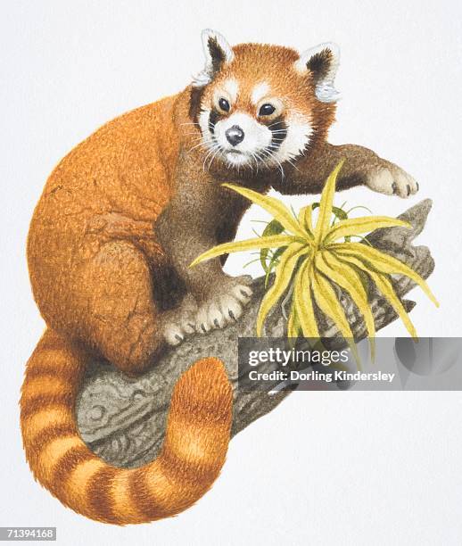 67点のレッサーパンダイラスト素材 Getty Images 67点のレッサーパンダイラスト素材 Getty Images