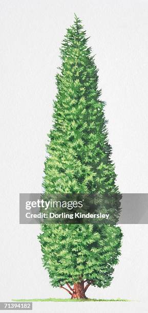 leyland cypress, x cupressocyparis leylandii, tree front view. - leylandii stock illustrations