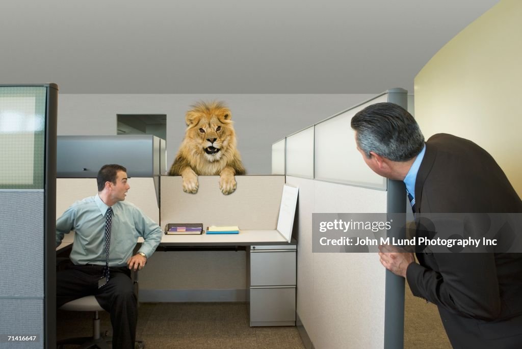 Businessmen looking at lion in office cubicle