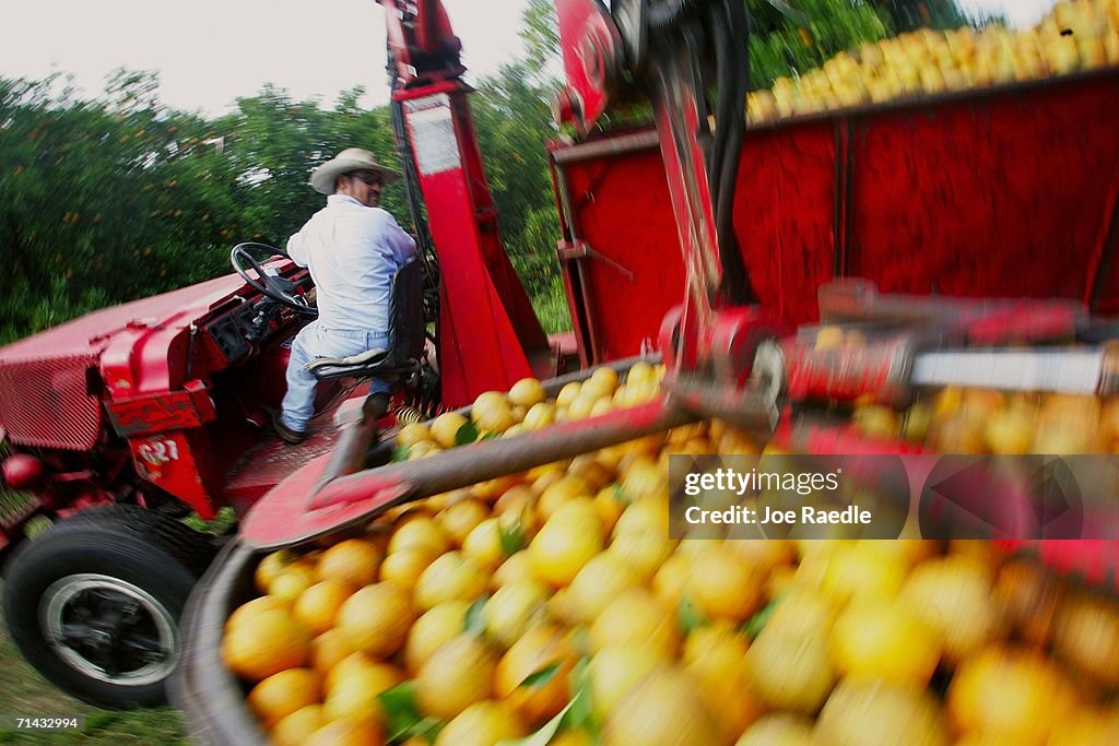 Florida Citrus Production To Be Among Worst In A Decade