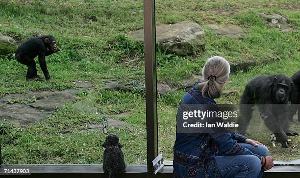 Chimpanzees feed behind a glass screen as primatologist Dr. Jane Goodall looks on at Taronga Zoo July 14, 2006 in Sydney, Australia. Dr Goodall...