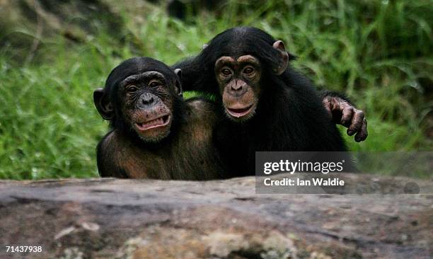 Baby Chimpanzees play in their enclosure at Taronga Zoo July 14, 2006 in Sydney, Australia. Primatologist Dr Jane Goodall visited the zoo to raise...