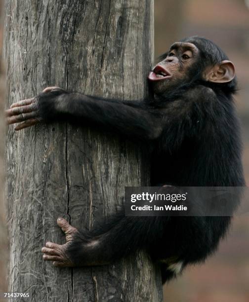 Baby Chimpanzee plays in its enclosure at Taronga Zoo July 14, 2006 in Sydney, Australia. Primatologist Dr Jane Goodall visited the zoo to raise...
