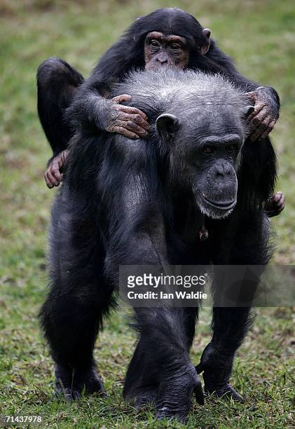 An elderly Chimpanzee carries a baby on its back in its enclosure at Taronga Zoo July 14, 2006 in Sydney, Australia. Primatologist Dr Jane Goodall...