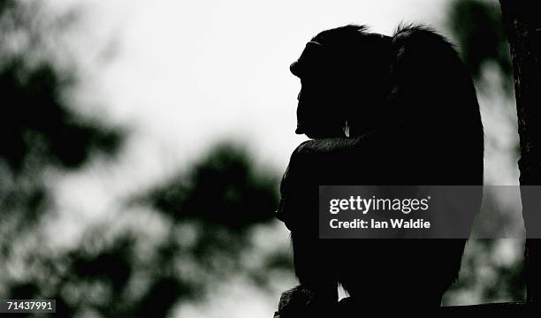 An elderly Chimpanzee sits on a tree in its enclosure at Taronga Zoo July 14, 2006 in Sydney, Australia. Primatologist Dr Jane Goodall visited the...