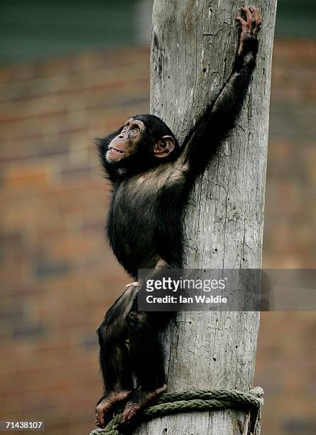 Baby Chimpanzee plays in its enclosure at Taronga Zoo July 14, 2006 in Sydney, Australia. Primatologist Dr Jane Goodall visited the zoo to raise...