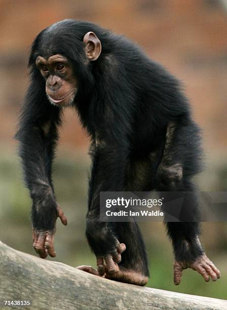 Baby Chimpanzee plays in its enclosure at Taronga Zoo July 14, 2006 in Sydney, Australia. Primatologist Dr Jane Goodall visited the zoo to raise...