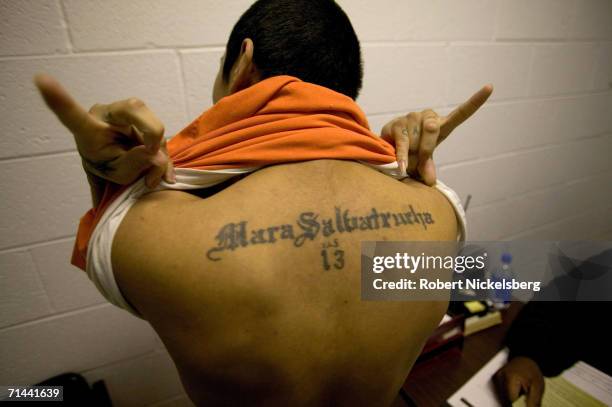 Cholo, shows off his gang tattoos and MS-13 hand signs on January 23, 2006 in Durham, North Carolina. Using his street name, Cholo, an American-born...