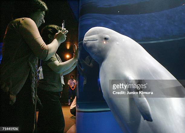 Women enjoy looking at Beluga white whales swimming during their stay-over at Hakkeijima Sea Paradise Aquarium on July 14, 2006 in Yokohama, Japan....