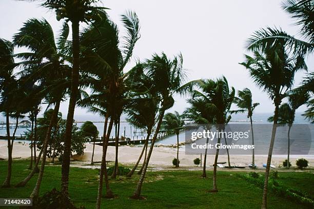 front view of palm trees swaying in the storm, abaco, bahamas - abaco stock pictures, royalty-free photos & images