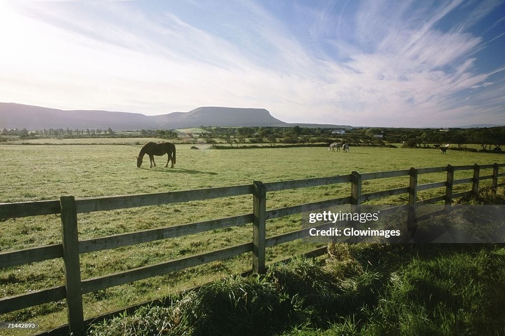 Horses grazing in a field, Republic of Ireland