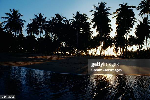 silhouetted palm trees against the sky, mayaguez beach, puerto rico - puerto rico palm tree stock pictures, royalty-free photos & images