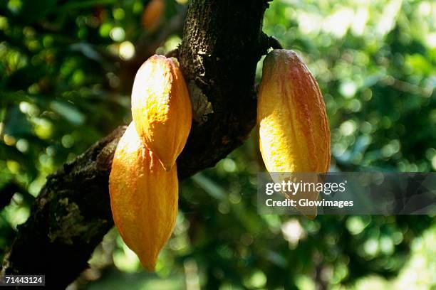 close up of a cocoa tree with ripe fruits, tobago caribbean. - cacao tree stock-fotos und bilder