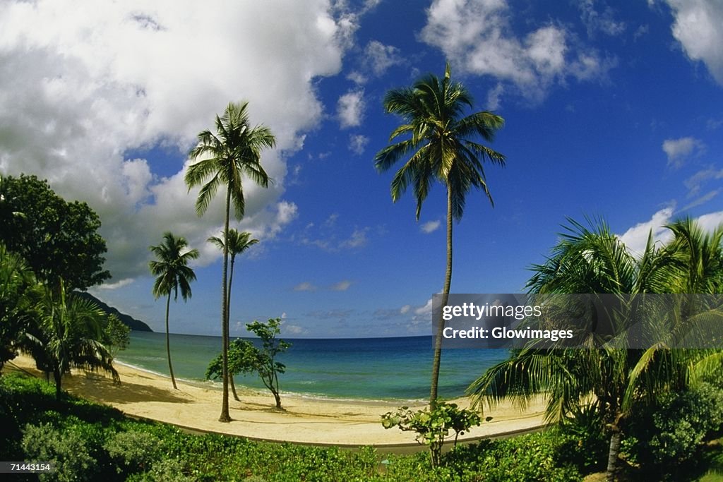 Distorted view of a beach, Westin Carambola, St. Croix, U.S. Virgin Islands