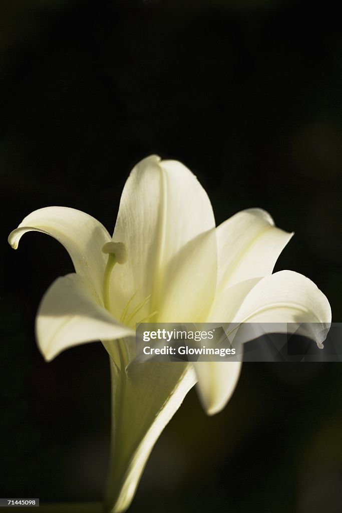 Close-up of an Easter lily flower