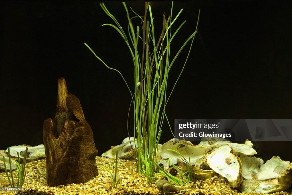 Close-up of plants underwater