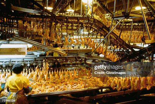 rear view of a woman working in chicken processing plant, lewiston, north carolina, usa - white meat stock pictures, royalty-free photos & images