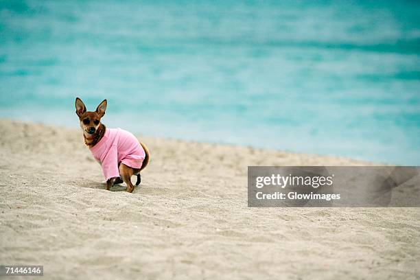 side profile of a dog defecating on the beach - men taking a dump stockfoto's en -beelden