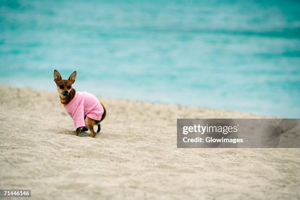 353 Dog Pooing Stock Photos, High-Res Pictures, and Images - Getty Images