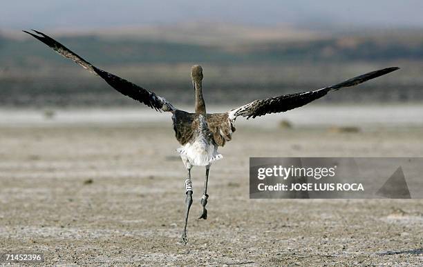 Fuente de Piedra, SPAIN: Flamingo chick is pictured near Fuente de Piedra lagoon, near Malaga, 15 July 2006. 10,400 flamingo chicks have born this...