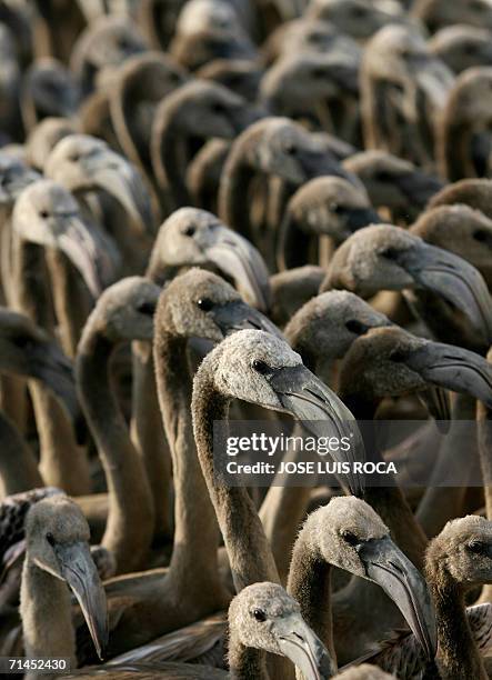 Fuente de Piedra, SPAIN: Flamingo chicks mill arround at Fuente de Piedra lagoon, near Malaga, 15 July 2006. 10,400 flamingo chicks have hatched this...