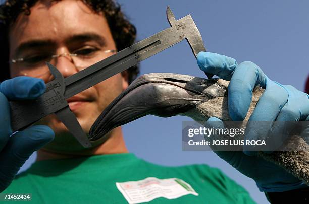 Fuente de Piedra, SPAIN: A volunteer measures the beek of a flamingo chick at Fuente de Piedra lagoon, near Malaga, 15 July 2006. 10s400 flamingo...