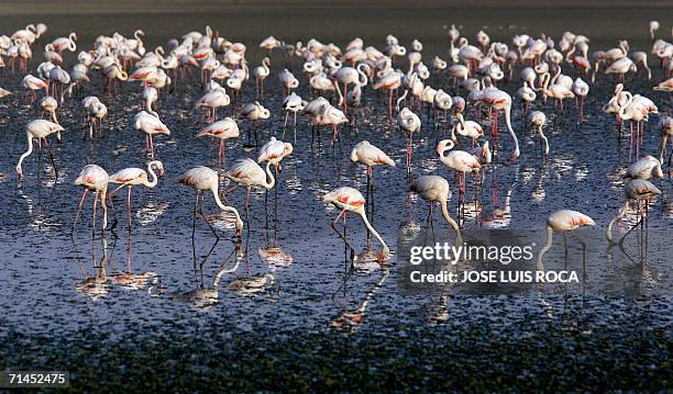 Fuente de Piedra, SPAIN: Flamingos are seen at Fuente de Piedra lagoon, near Malaga, 15 July 2006. 10,400 flamingo chicks have born this year in this...