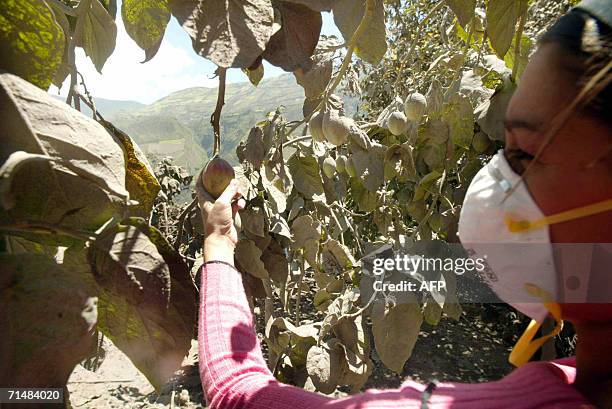 Una mujer obseva un sembrio de tomates afectado por la caida de ceniza en el poblado de Cusua el 19 de julio de 2006. La actividad del volcan...