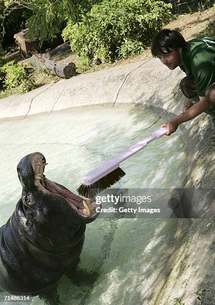 Zoo keeper Paul Kybett cleans Nicky the Pygmy hippopotamus's teeth with a new giant toothbrush at London Zoo on July 20, 2006 in London England. The...