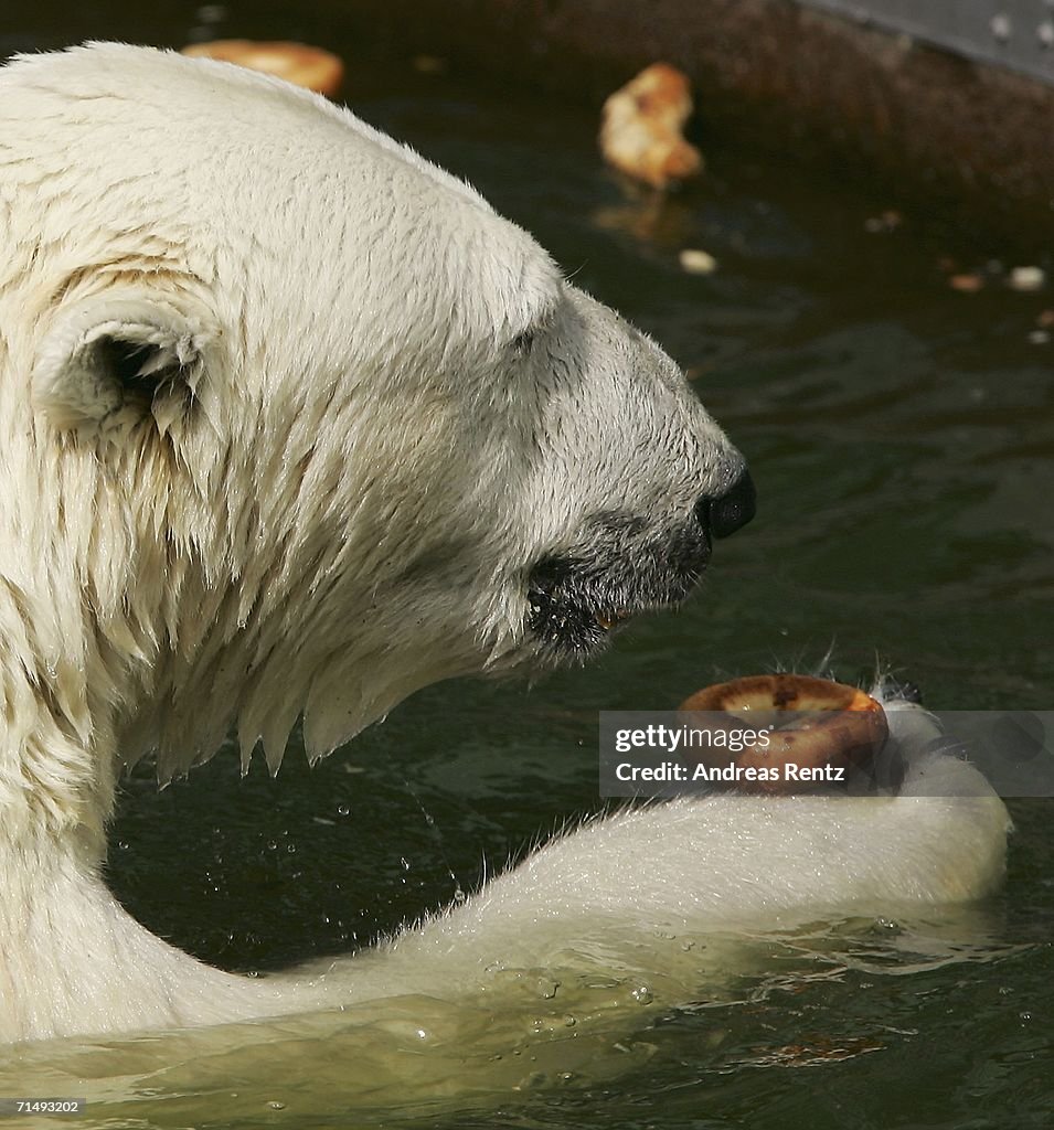 Polar Bears Get Their Meal In A Block Of Ice At Berlin Zoo