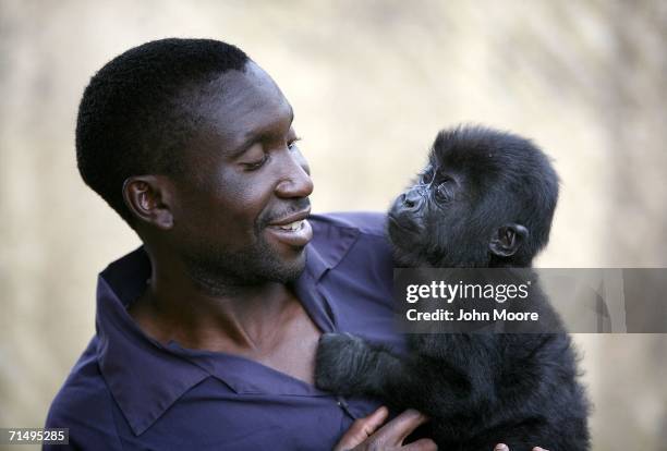 Gorilla caregiver Andre Bauma holds four-month-old lowland gorilla Tumaini July 18, 2006 at the Diane Fossey gorilla center in Goma, in the eastern...