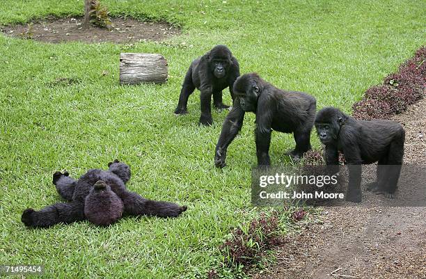 Lowland gorilla orphans approach a stuffed toy ape July 18, 2006 at the Diane Fossey gorilla center in Goma, in the eastern Democratic Republic of...