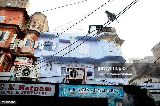 Monkey sits on telephone wires over gem shops on January 10, 2006 in Jaipur, India. Jaipur is famous for its precious and semi-precious stones. It is...