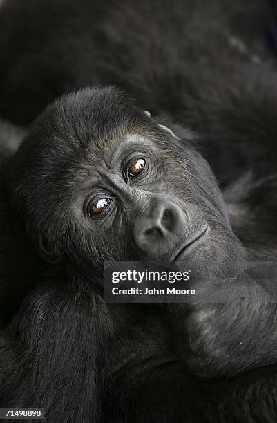 Three-year old lowland gorilla Pinga rests July 18, 2006 at the Diane Fossey gorilla center in Goma, in the eastern Democratic Republic of Congo. She...