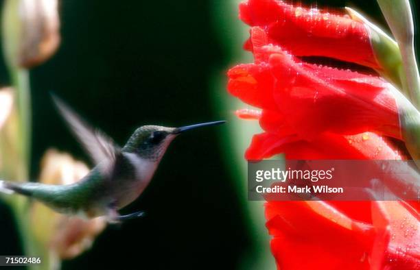 Hummingbird prepares to feed a stem Gladiolus after a afternoon rain shower July 22, 2006 in Owings, Maryland. Hummingbirds are attracted to...