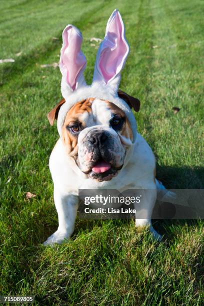 easter pets - ambient light stock pictures, royalty-free photos & images