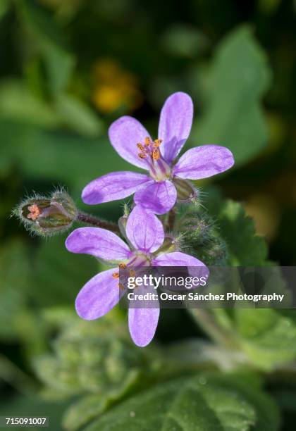 spring - rosa flor stock pictures, royalty-free photos & images